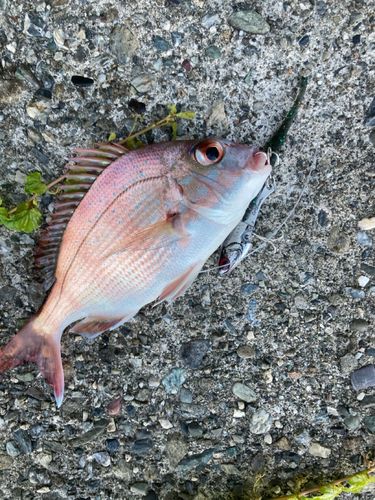 チャリコの釣果