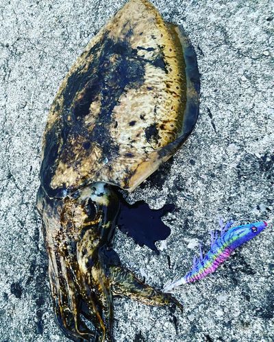 コウイカの釣果