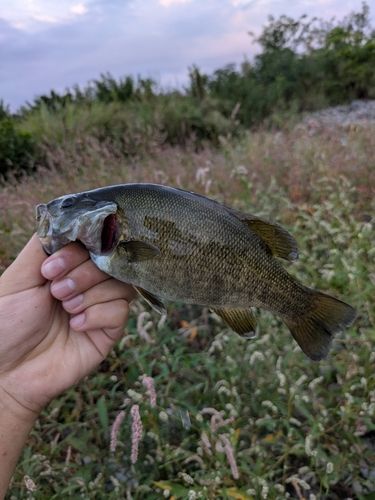 スモールマウスバスの釣果