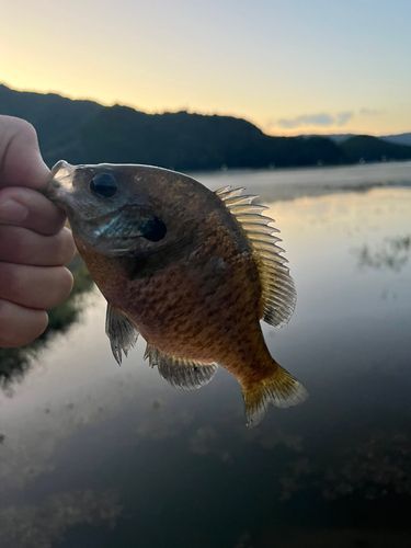 ブルーギルの釣果