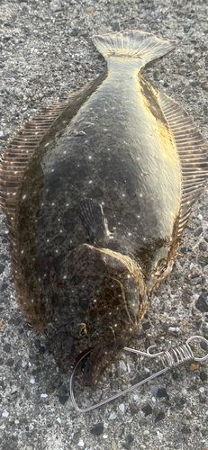 ヒラメの釣果
