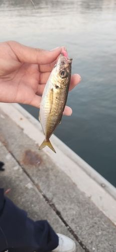 小名浜港市場前