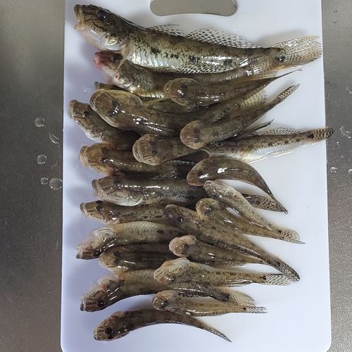 ハゼの釣果