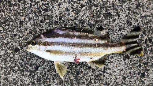 コトヒキの釣果