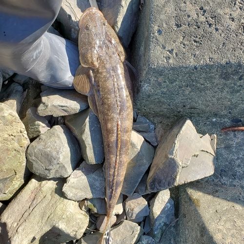 コチの釣果