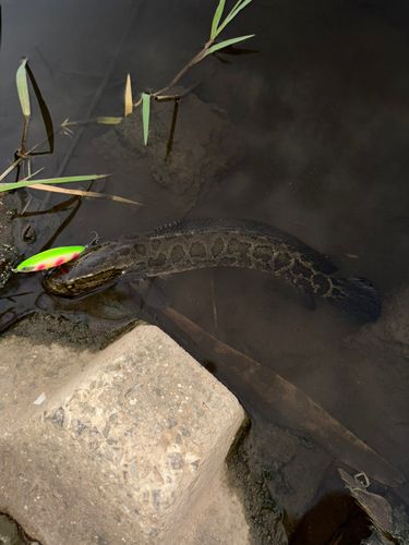 ライギョの釣果