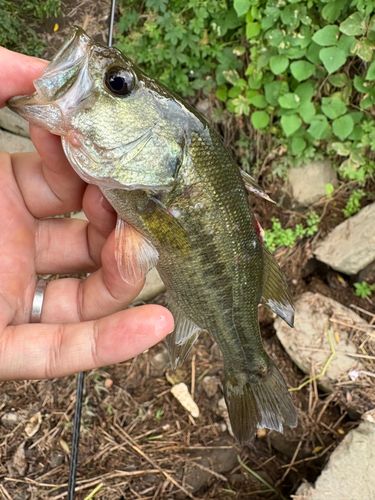 ラージマウスバスの釣果
