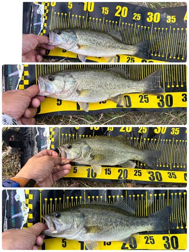 ブラックバスの釣果