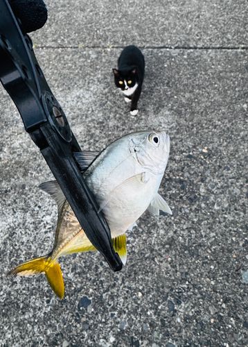 メッキの釣果
