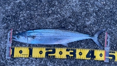 サゴシの釣果