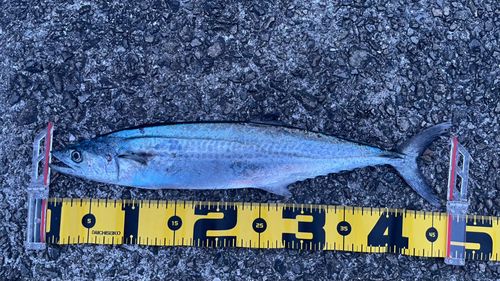 サゴシの釣果