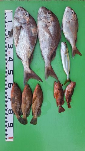 キジハタの釣果