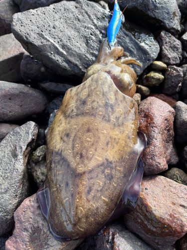 コウイカの釣果