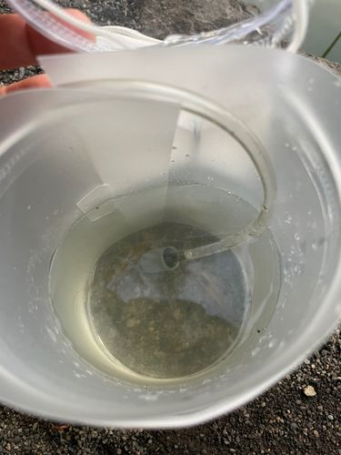 テナガエビの釣果