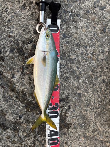 イナダの釣果