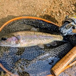 レインボートラウト