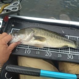 ブラックバス