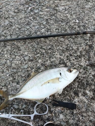 シマアジの釣果