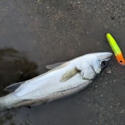 セイゴ（マルスズキ）