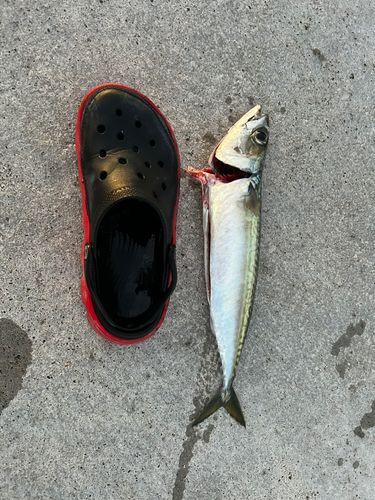 サバの釣果