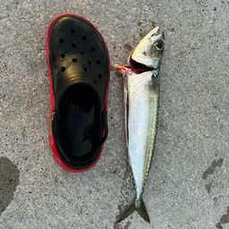 サバ