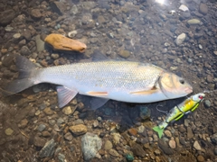 ウグイの釣果