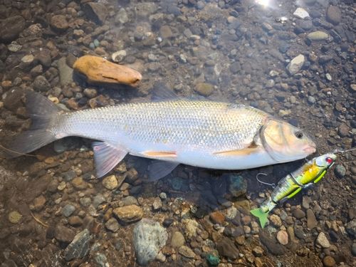 ウグイの釣果