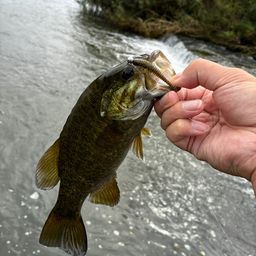 スモールマウスバス