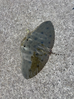 ツバクロエイの釣果