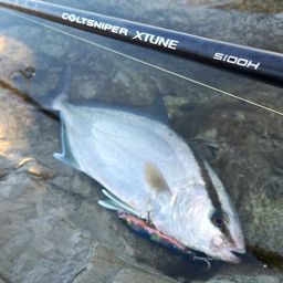 ヒレナガカンパチ