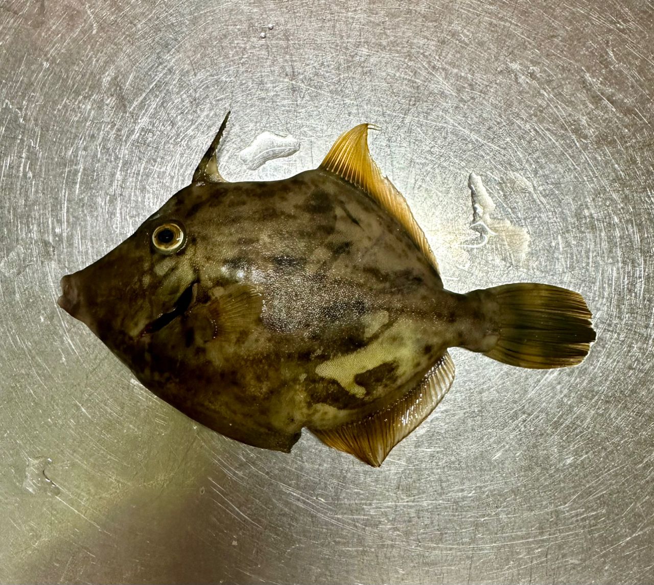 カワハギ
