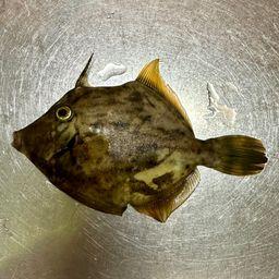 カワハギ