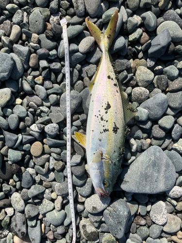 ワカシの釣果