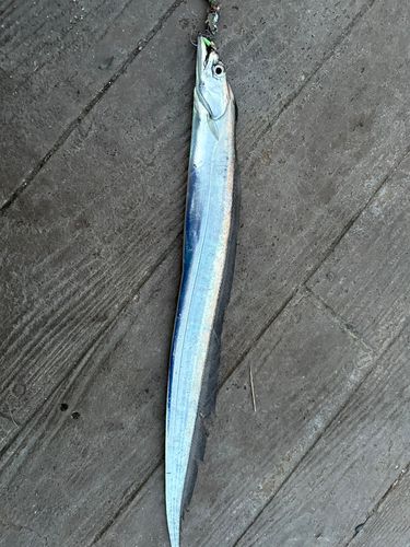 タチウオの釣果