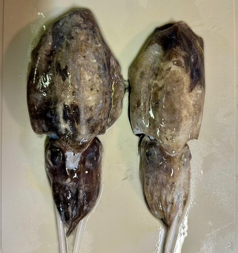 コウイカの釣果