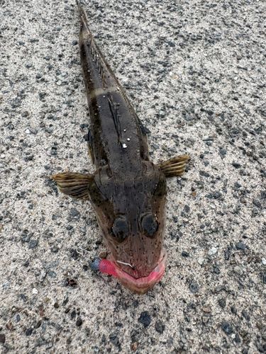 コチの釣果