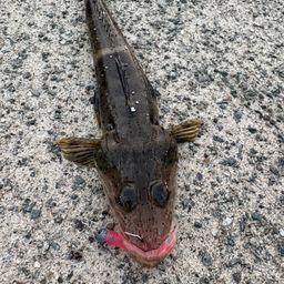 コチ