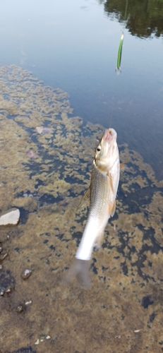 ニゴイの釣果