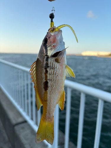 釣果