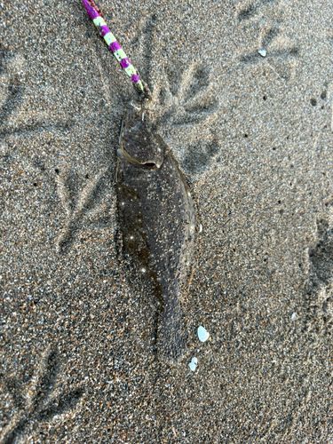 ヒラメの釣果