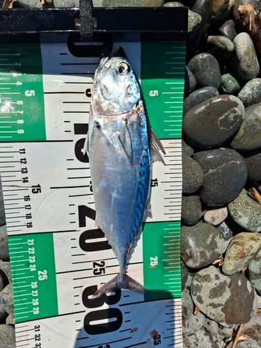 ソウダガツオの釣果