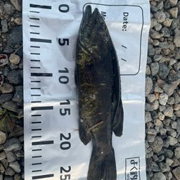 スモールマウスバス