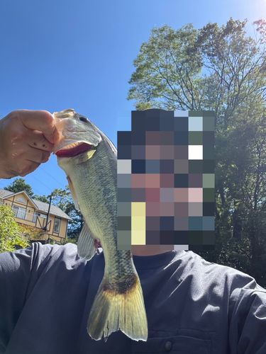 ラージマウスバスの釣果