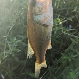 ブラックバス