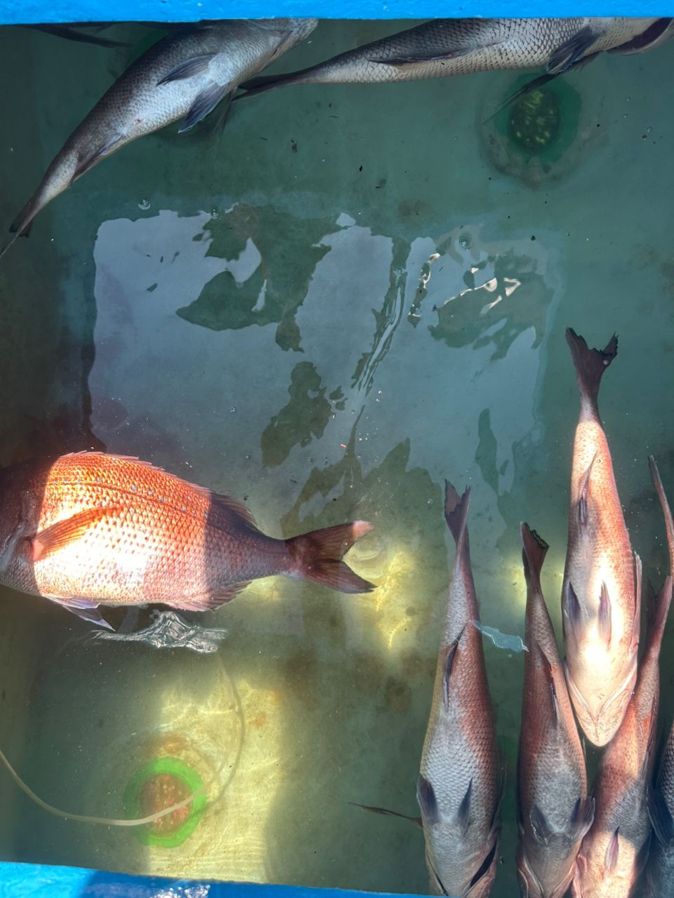 一休丸@城ヶ島さんの釣果 2枚目の画像