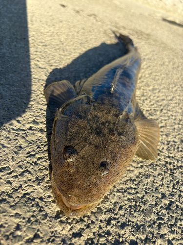 マゴチの釣果