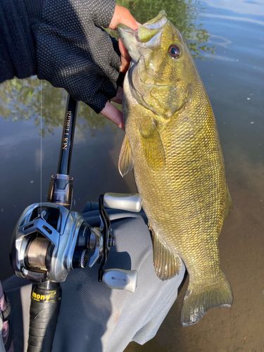 スモールマウスバスの釣果