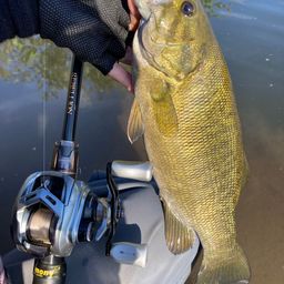 スモールマウスバス