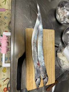タチウオの釣果