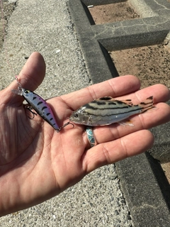 コトヒキの釣果